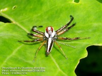 /album/spiders/spider-6-photograph-by-shantanu-kuveskar-jpg/